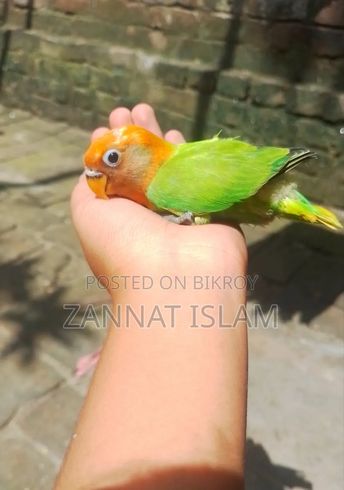 গ্রিন ফিশার লাভ বার্ড