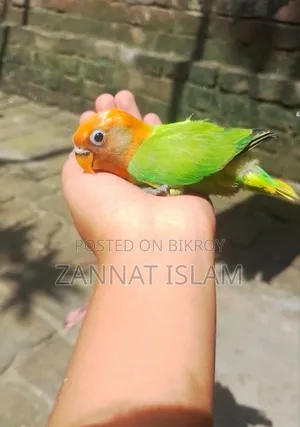 গ্রিন ফিশার লাভ বার্ড