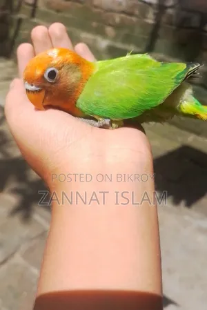 গ্রিন ফিশার লাভ বার্ড