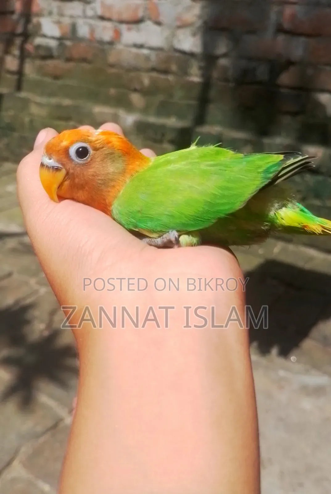 গ্রিন ফিশার লাভ বার্ড
