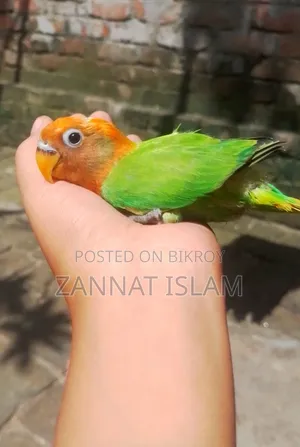 গ্রিন ফিশার লাভ বার্ড