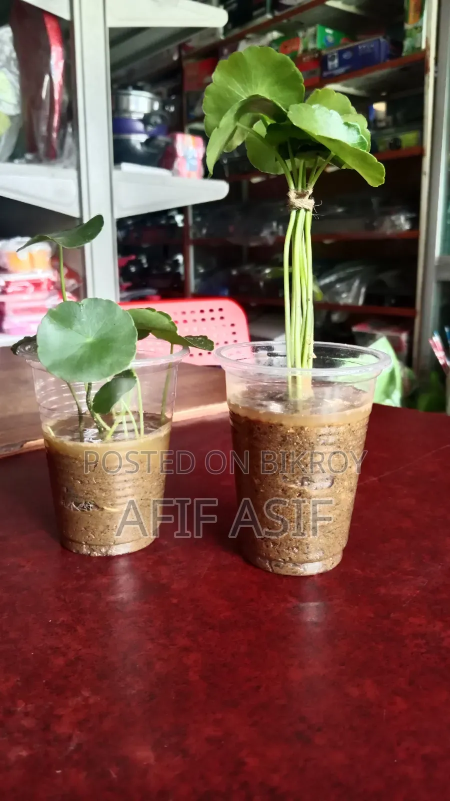 অ্যাকুয়ারিয়ামের জন্য কয়েন প্ল্যান্ট