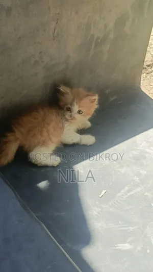 ১-৩ মাসের পুরুষ খাঁটি পার্সিয়ান