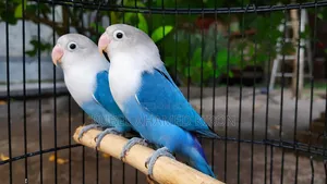 সুন্দর ও সুস্থ ২ জোড়া লাভ বার্ড পাখি বিক্রি হবে