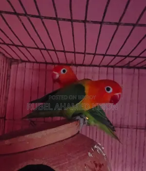 সুন্দর ও সুস্থ ২ জোড়া লাভ বার্ড পাখি বিক্রি হবে