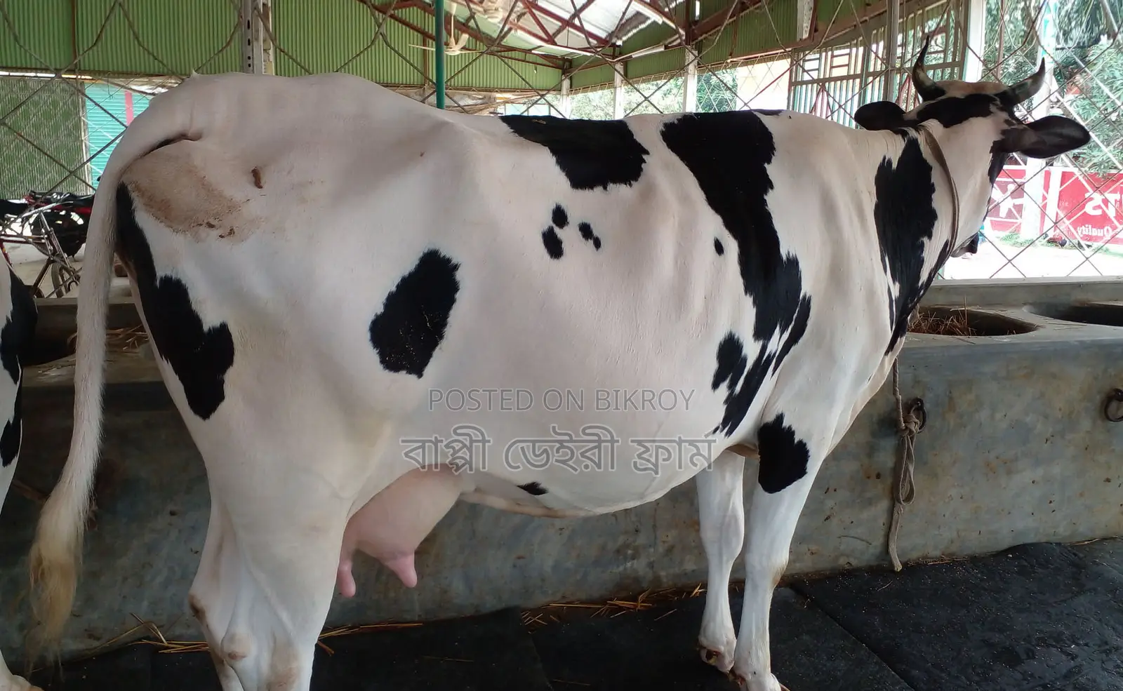 Good Breed Cow No. 1521 For Sale.