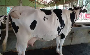 Good Breed Cow No. 1521 For Sale.