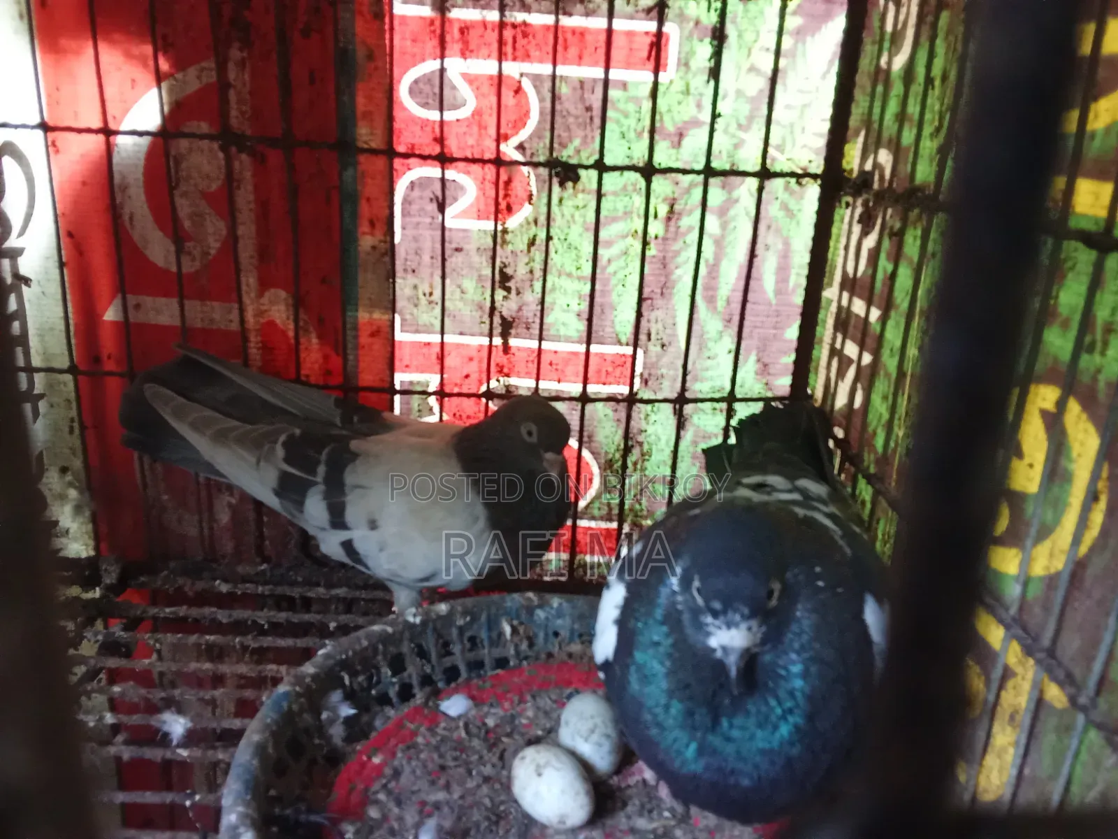 Very Good Local Pigeons