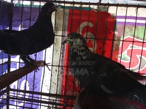 Very Good Local Pigeons