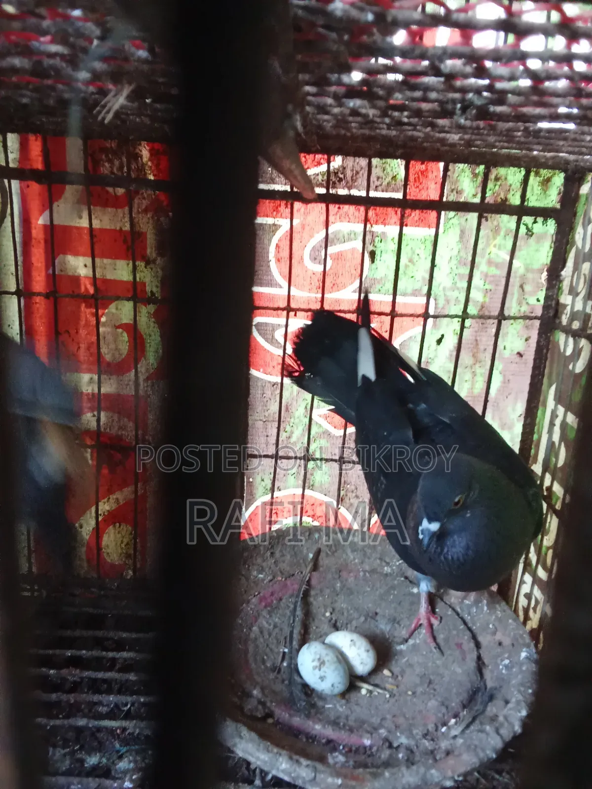 Very Good Local Pigeons