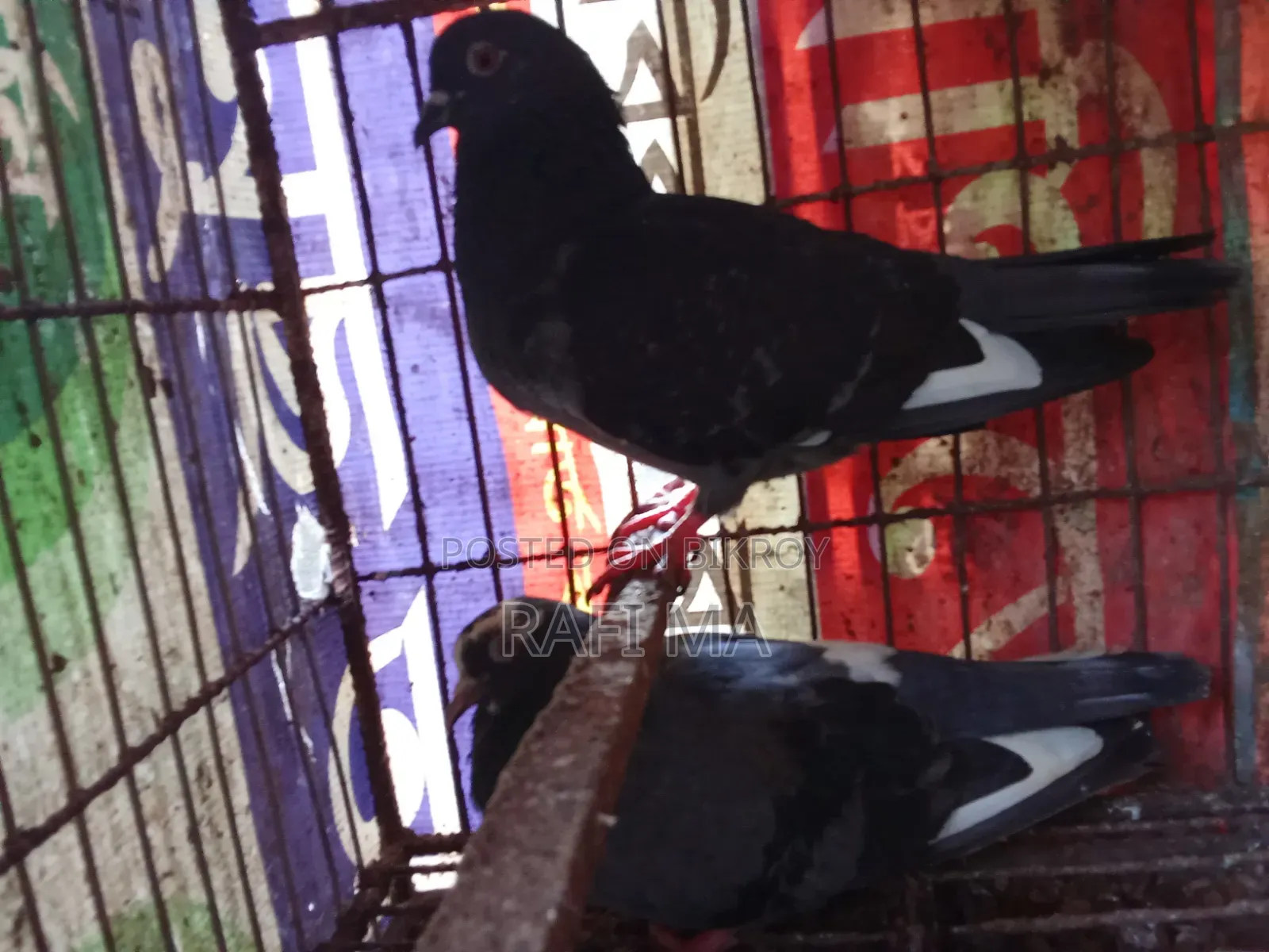 Very Good Local Pigeons