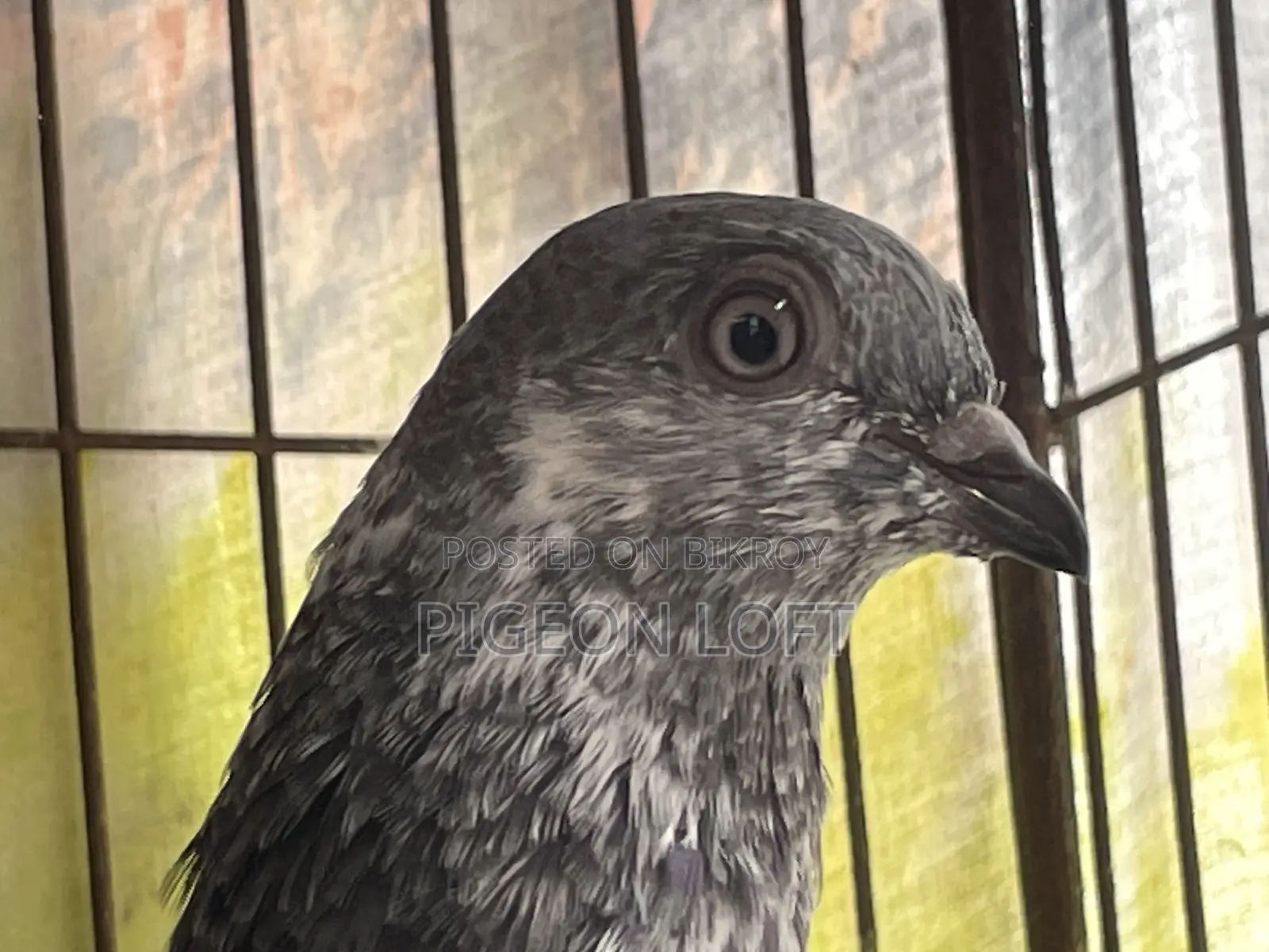 Greenneck Budapest Pigeon for 3-year-old baby