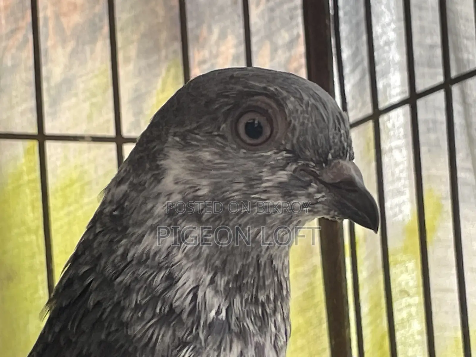 Greenneck Budapest Pigeon for 3-year-old baby
