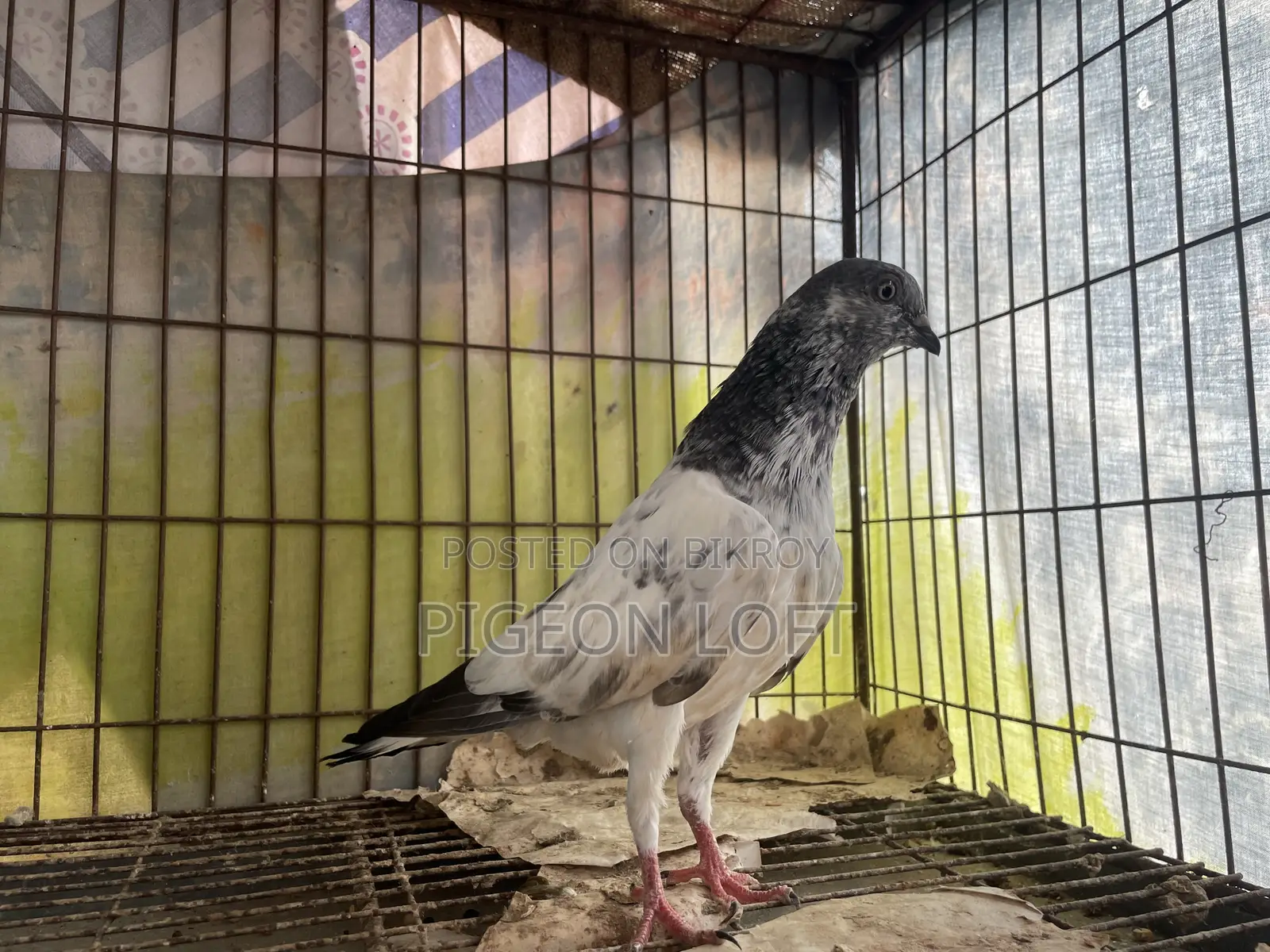 Greenneck Budapest Pigeon for 3-year-old baby