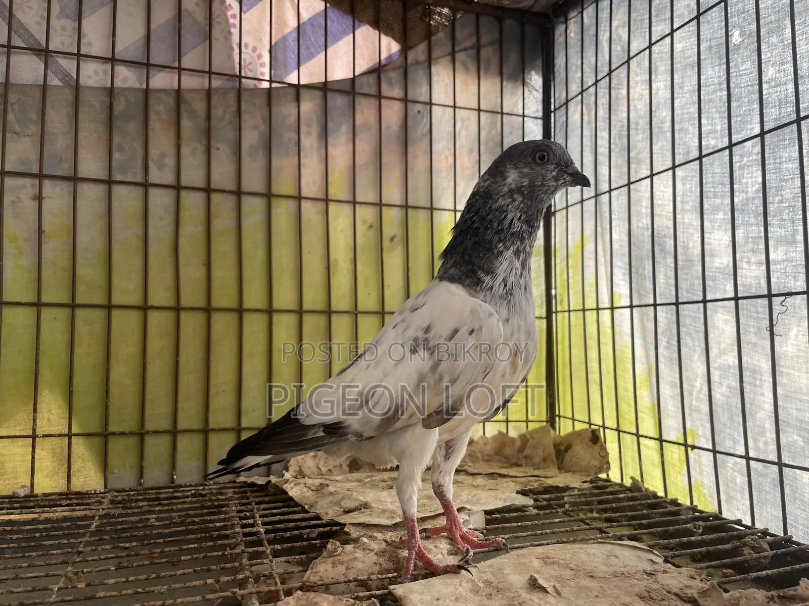 Greenneck Budapest Pigeon for 3-year-old baby