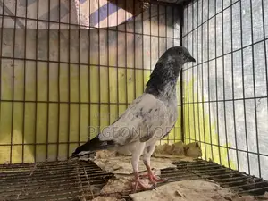 Greenneck Budapest Pigeon for 3-year-old baby