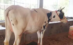 Dairy Cow No. 1523 of Improved Breed.
