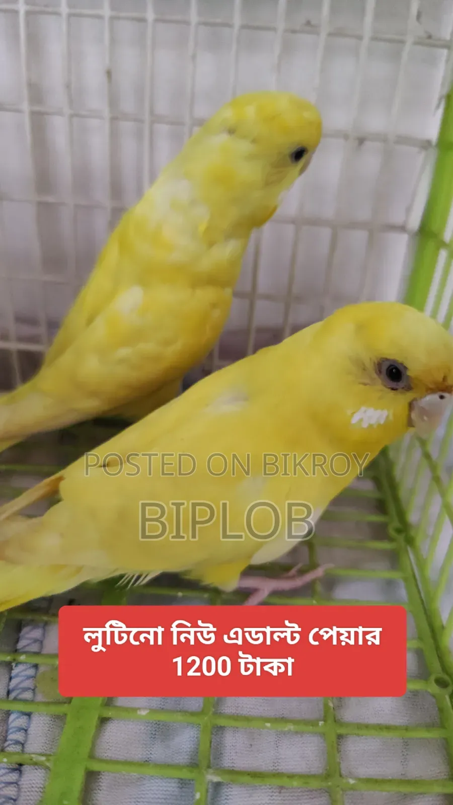 বাজরিগার পাখি