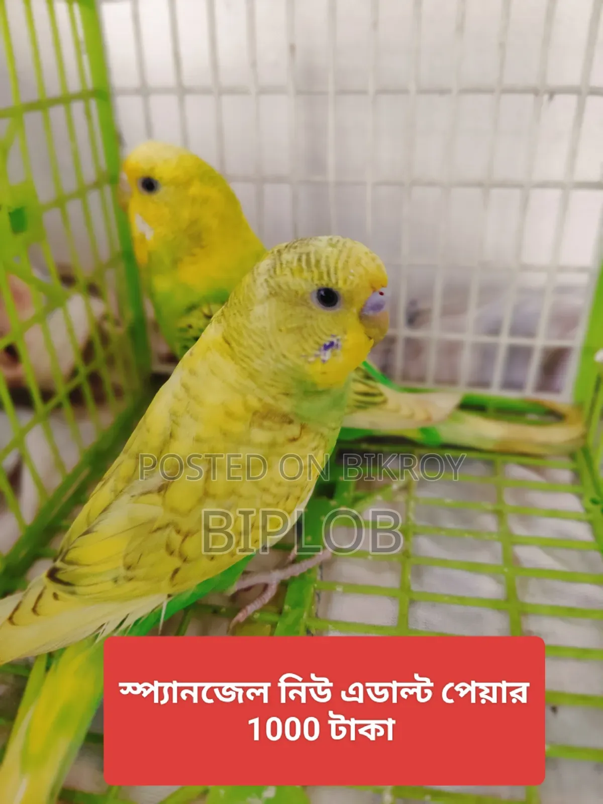 বাজরিগার পাখি
