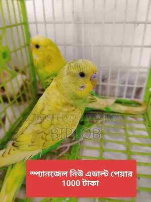 বাজরিগার পাখি