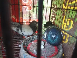 Very Good Local Pigeons