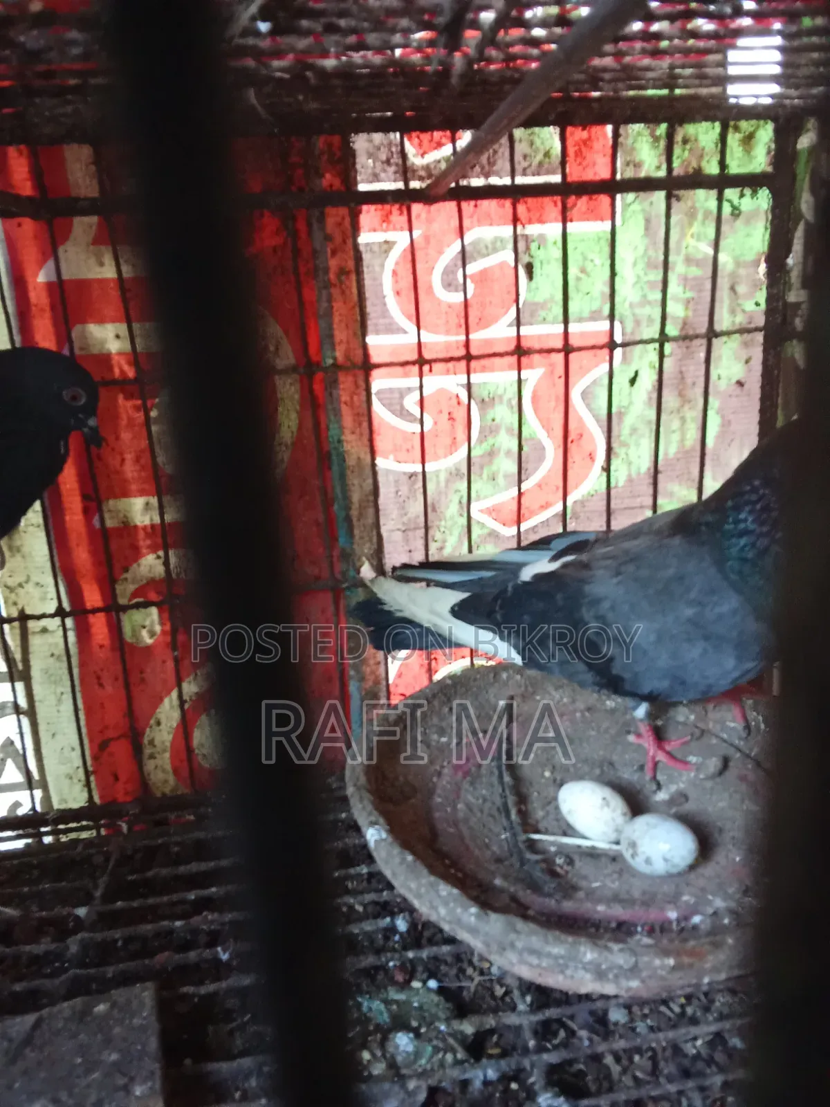 Very Good Local Pigeons