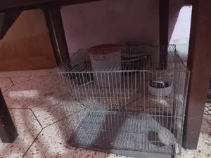 Bird Cage