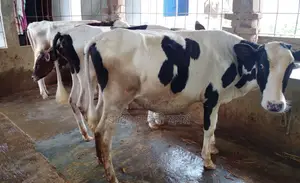 Serial Number 1524, 4 Good Quality Heifers.