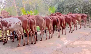 11 heifers of No. 1525 will be sold at a low price.