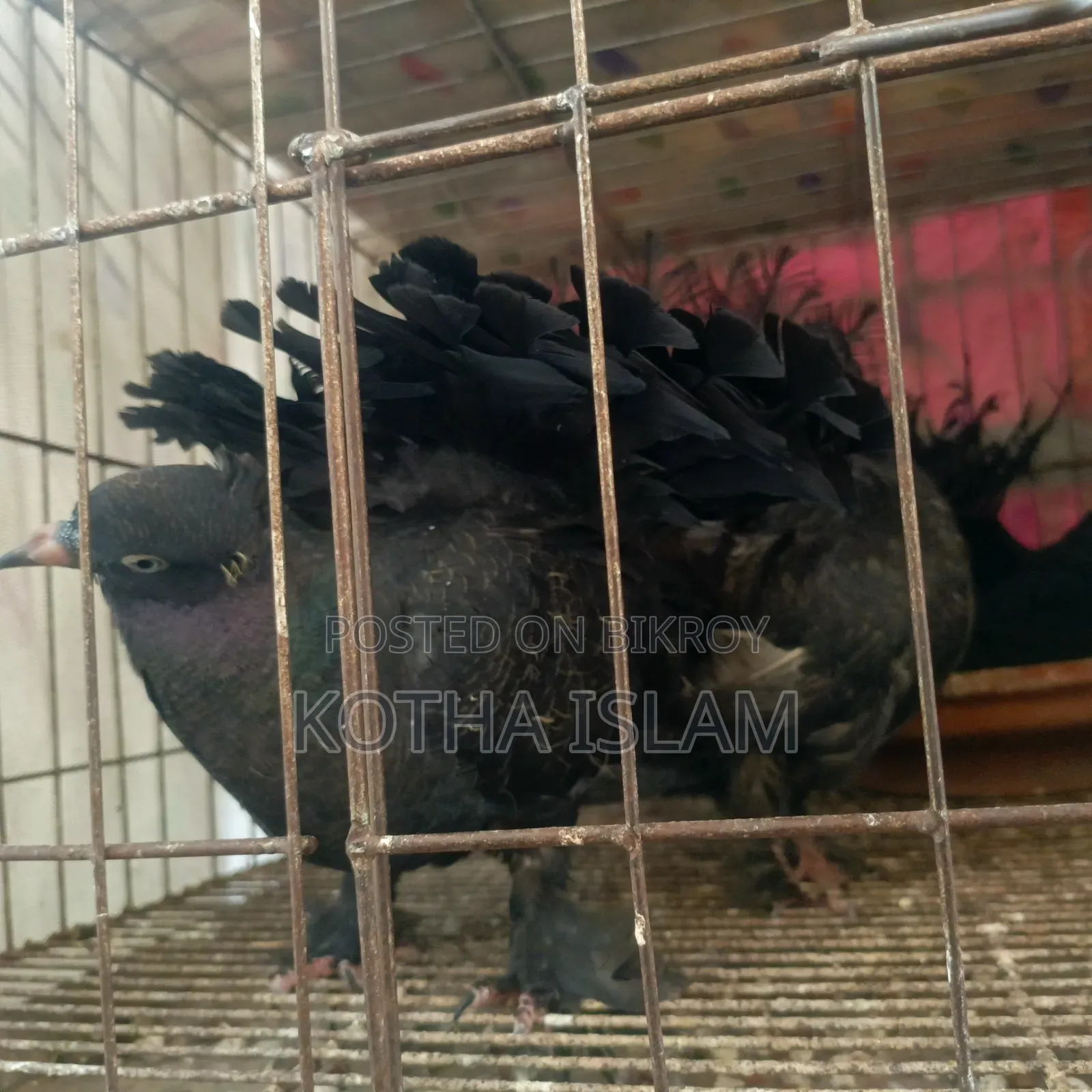 Black Silky Lakha Pigeon Adult/ Eggs included, no problem,