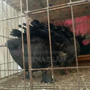 Black Silky Lakha Pigeon Adult/ Eggs included, no problem,