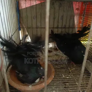 Black Silky Lakha Pigeon Adult/ Eggs included, no problem,