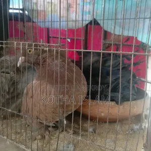 Black Silky Lakha Pigeon Adult/ Eggs included, no problem,