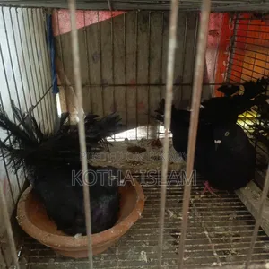 Black Silky Lakha Pigeon Adult/ Eggs included, no problem,