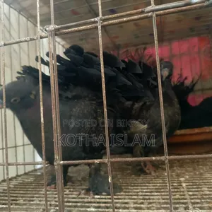Black Silky Lakha Pigeon Adult/ Eggs included, no problem,