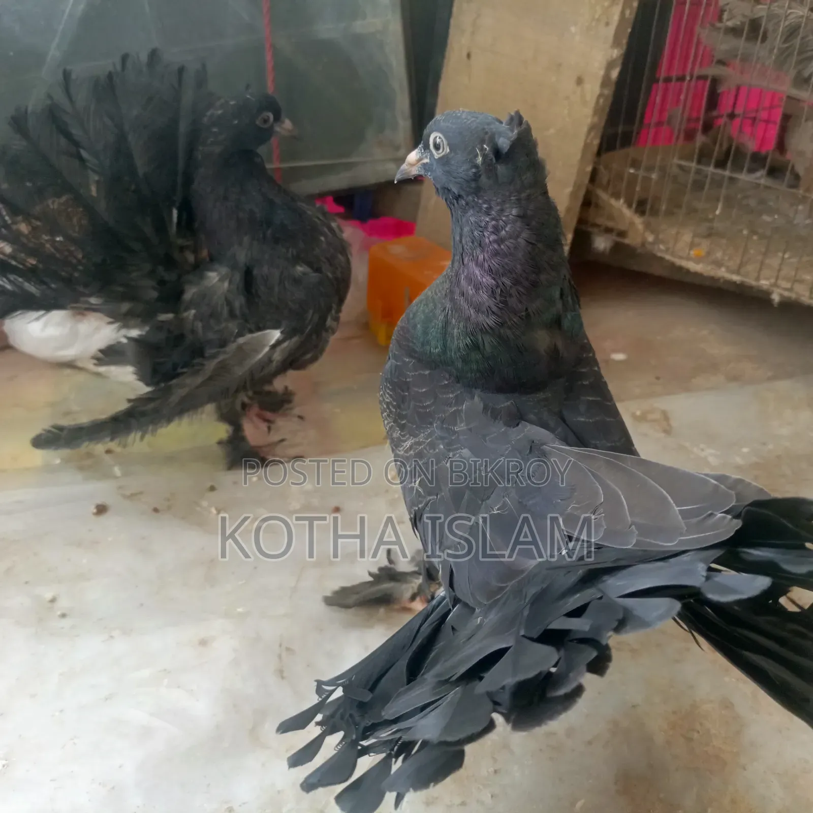 Black Silky Lakha Pigeon Adult/ Eggs included, no problem,