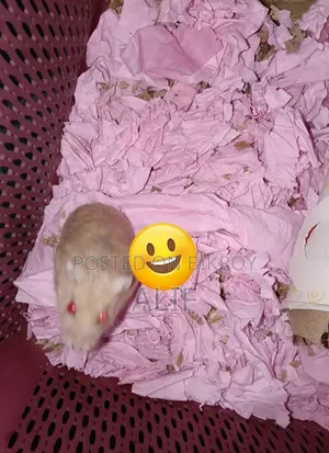 Dwarf Hamster for Sale