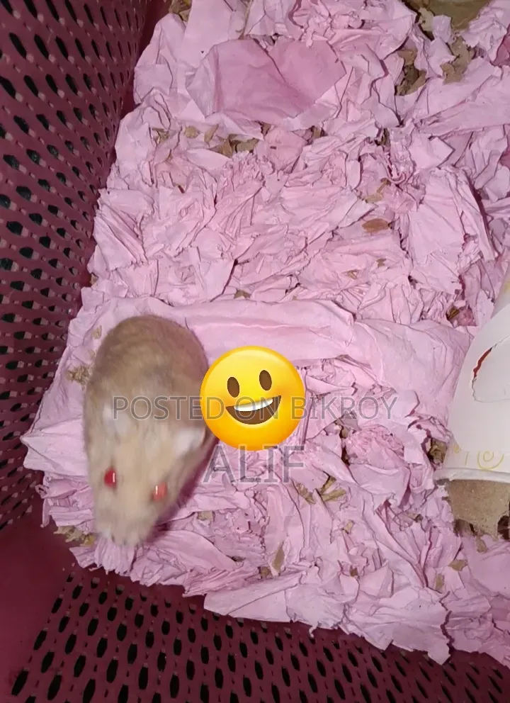 Dwarf Hamster for Sale