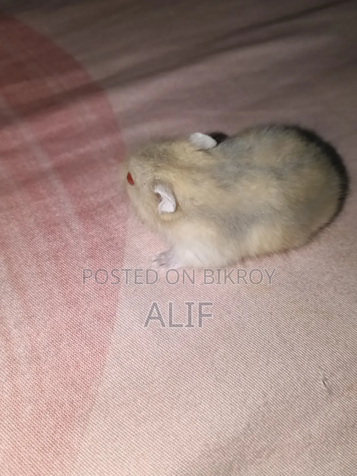 Dwarf Hamster for Sale