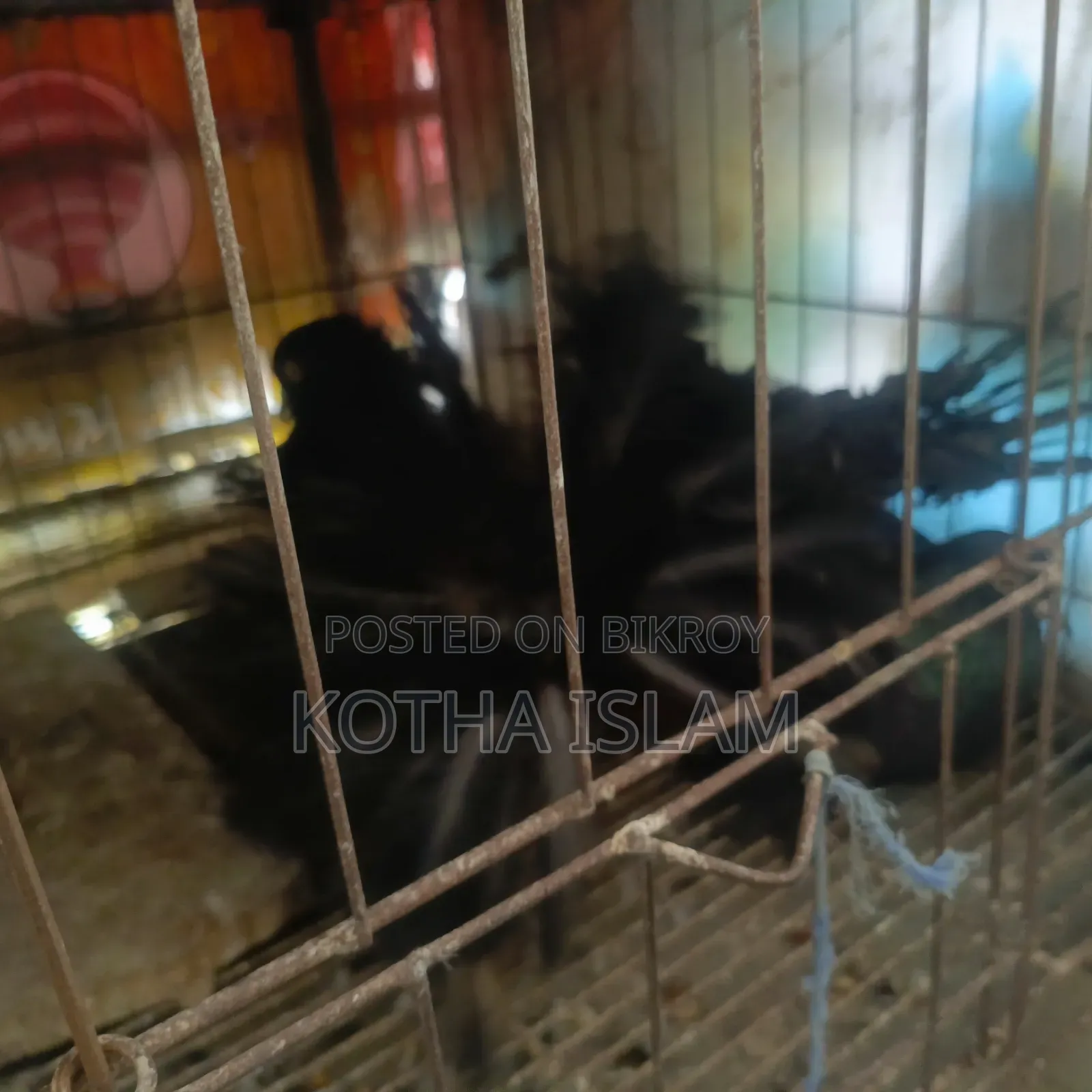 কালো লখা কবুতর