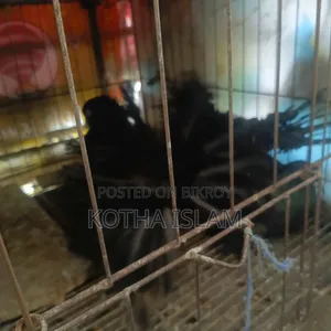 Black Lokha Pigeon