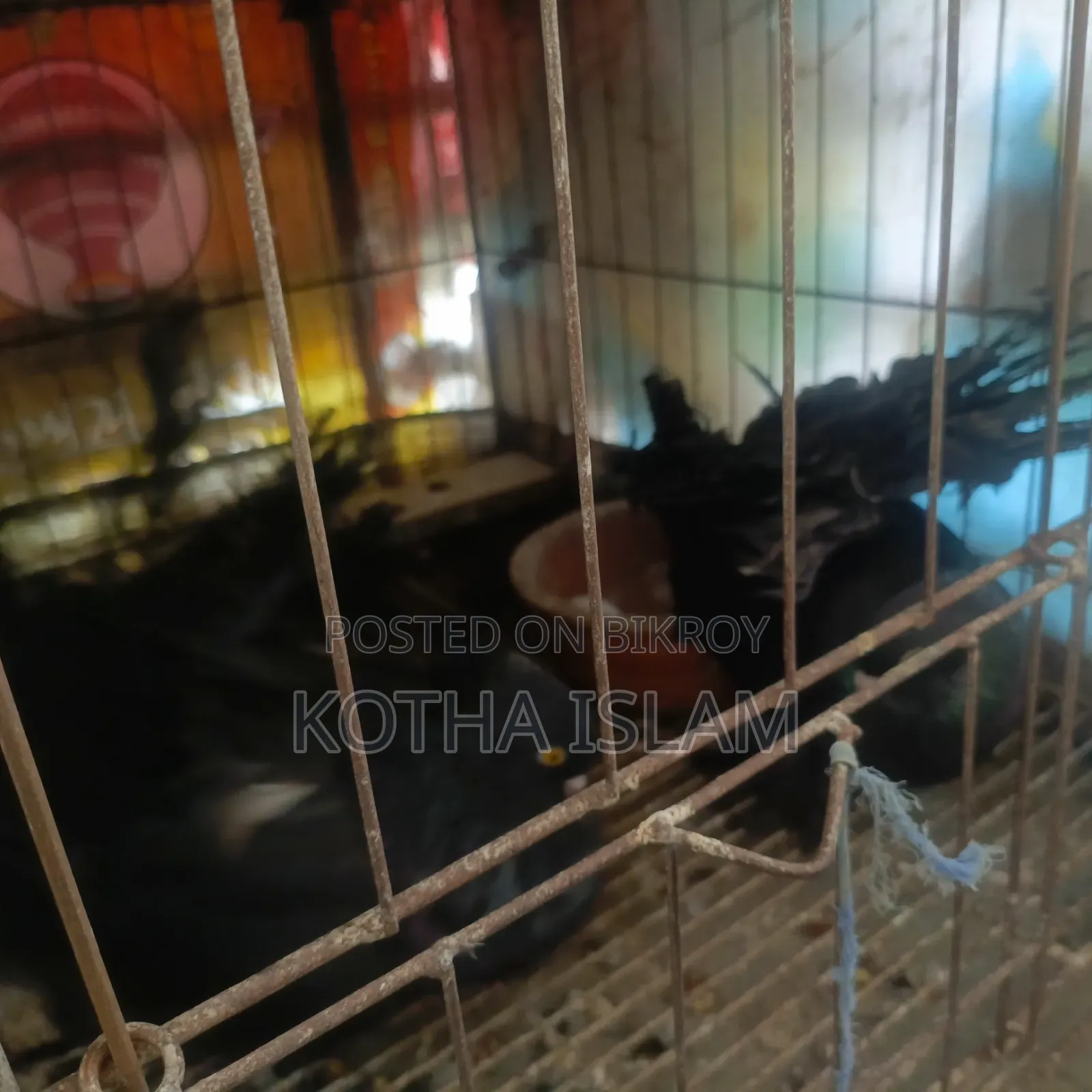 কালো লখা কবুতর