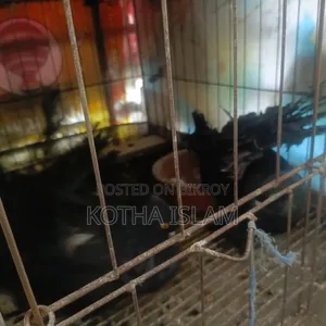 কালো লখা কবুতর