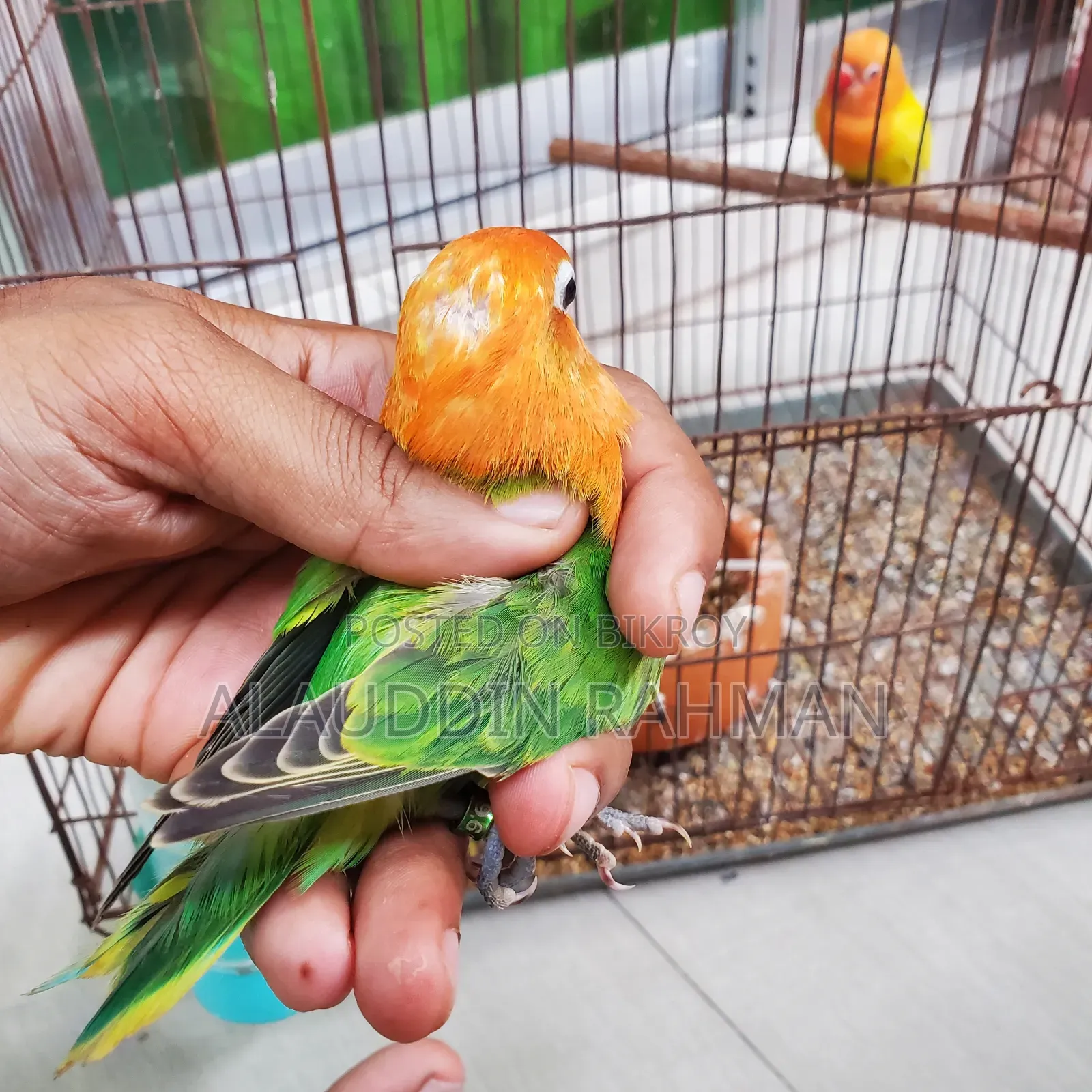 Lovebird Pair