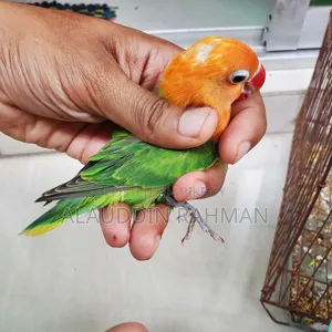 Lovebird Pair