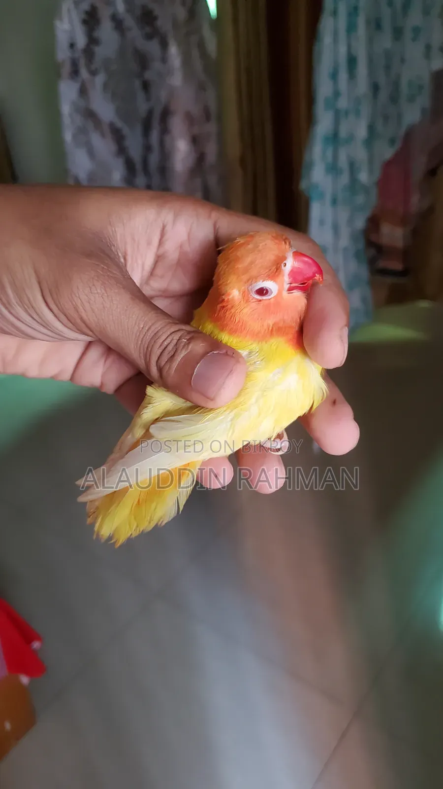 Lovebird Pair