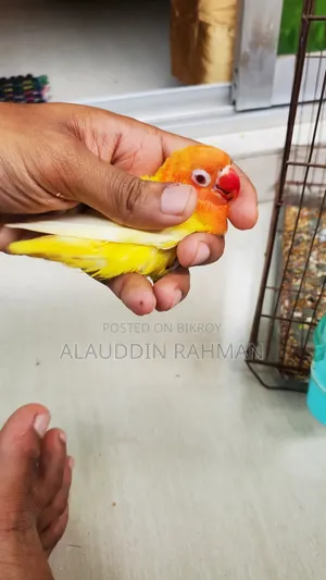 Lovebird Pair