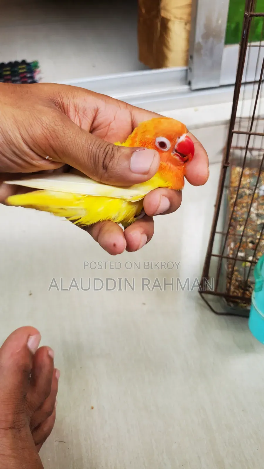 Lovebird Pair
