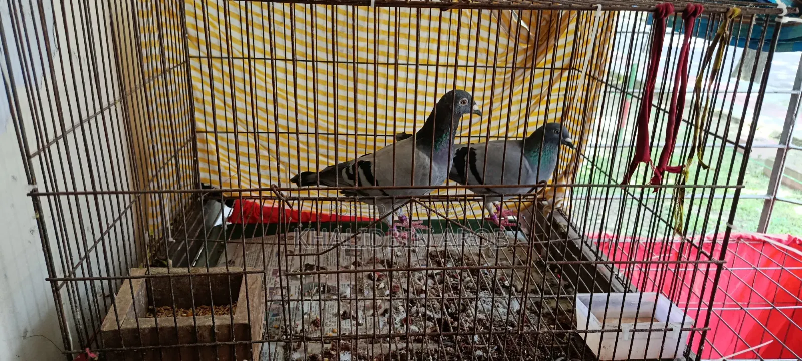 Assalamu Alaikum, three pairs of Racin pigeons will be sold along with the cage.