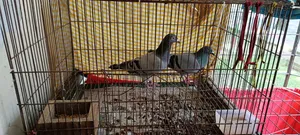 Assalamu Alaikum, three pairs of Racin pigeons will be sold along with the cage.